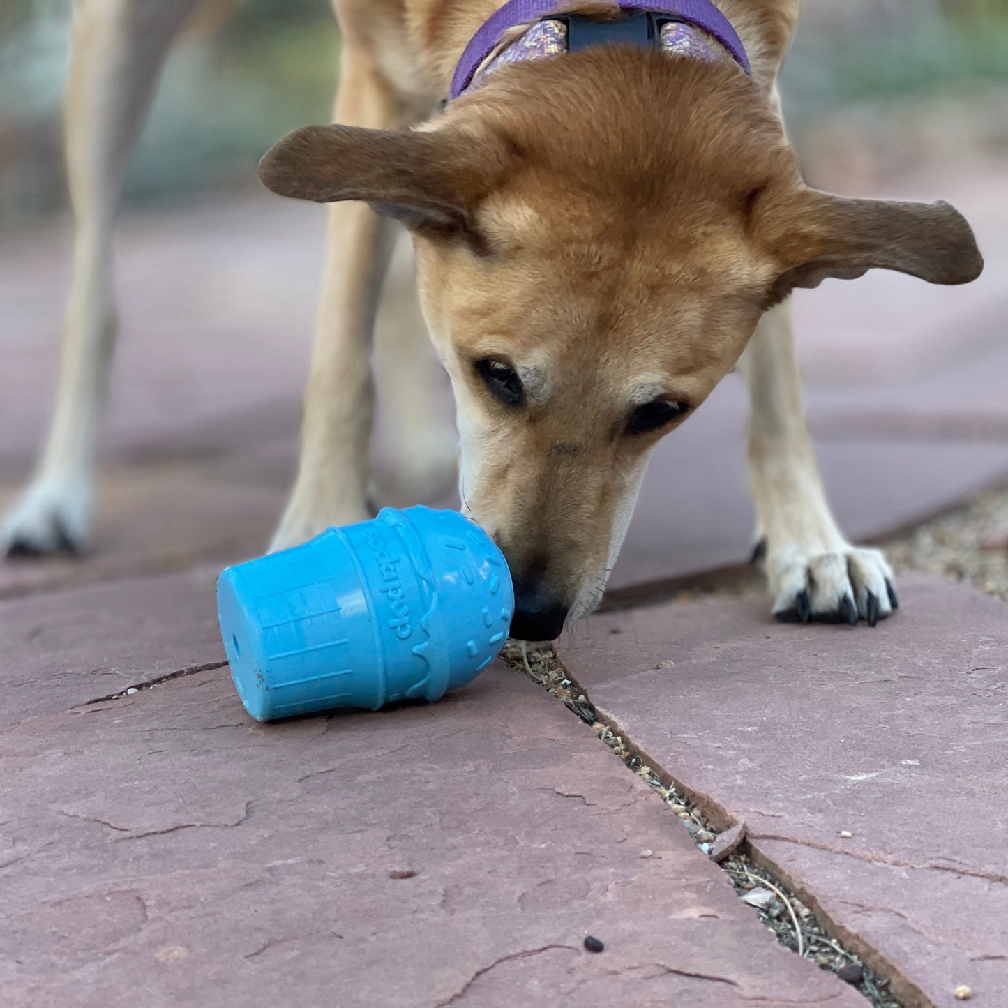 Ice Cream Cone Rubber Dog Chew Toy for Power Chewers | USA Made | SodaPup Rubber Dog Toys SodaPup/True Dogs, LLC
