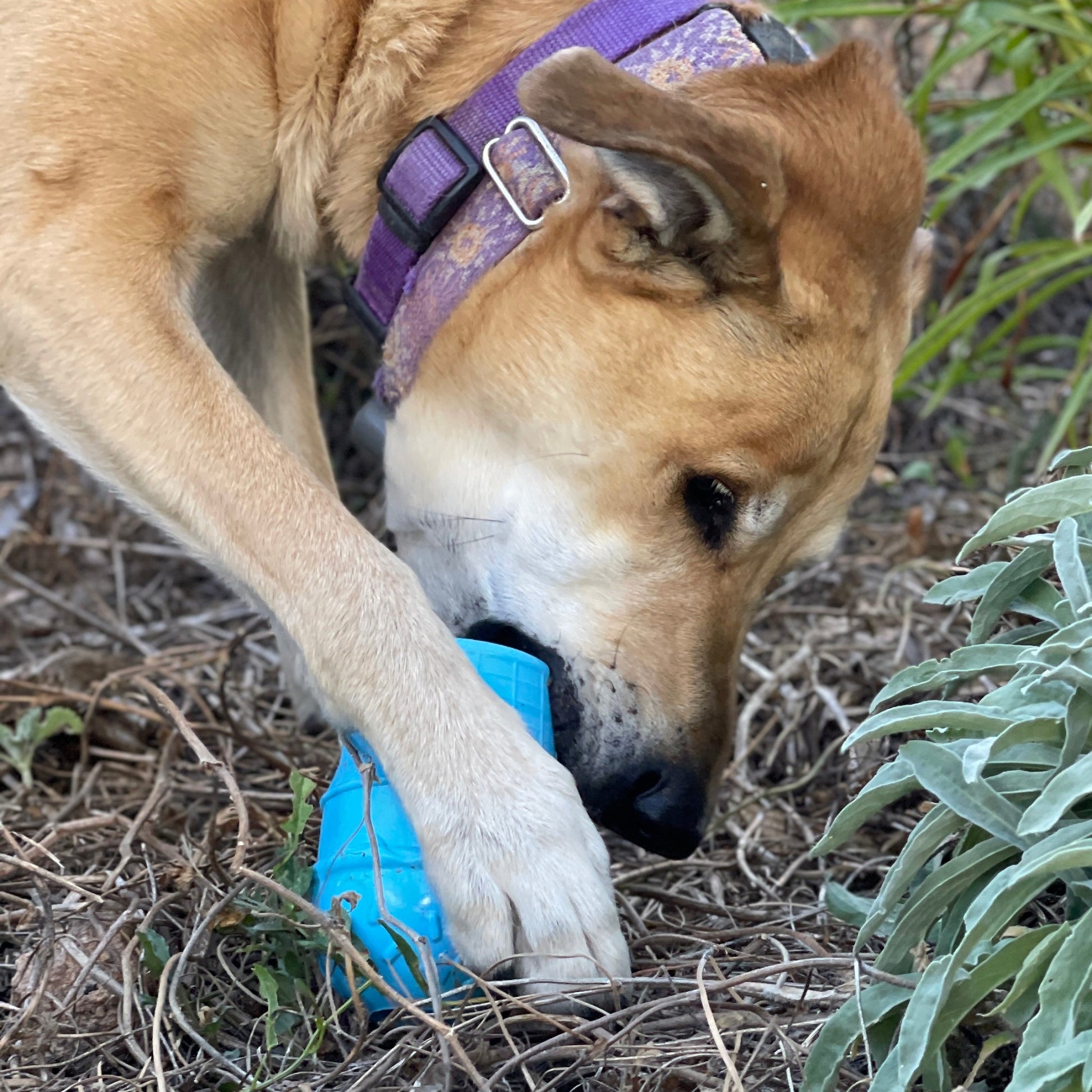 Ice Cream Cone Rubber Dog Chew Toy for Power Chewers | USA Made | SodaPup Rubber Dog Toys SodaPup/True Dogs, LLC