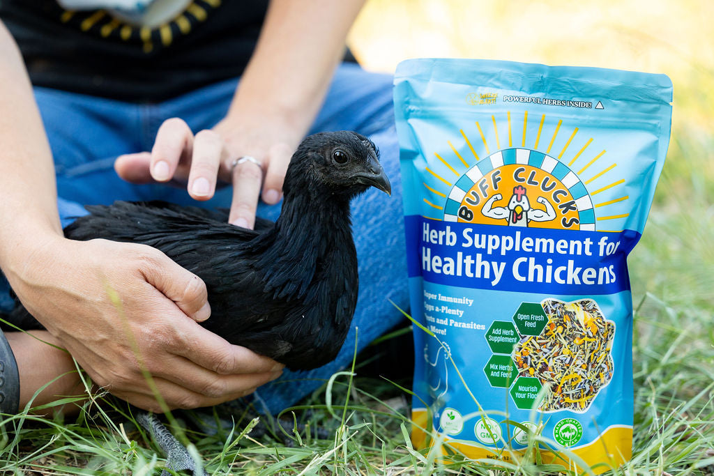 Herb Supplement For Backyard Chickens Chicken Treat Buff Clucks
