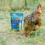 Herb Supplement For Backyard Chickens Chicken Treat Buff Clucks