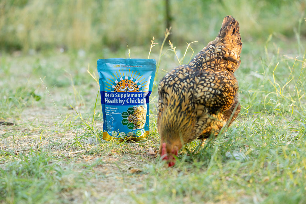 Herb Supplement For Backyard Chickens Chicken Treat Buff Clucks