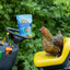 Herb Supplement For Backyard Chickens Chicken Treat Buff Clucks