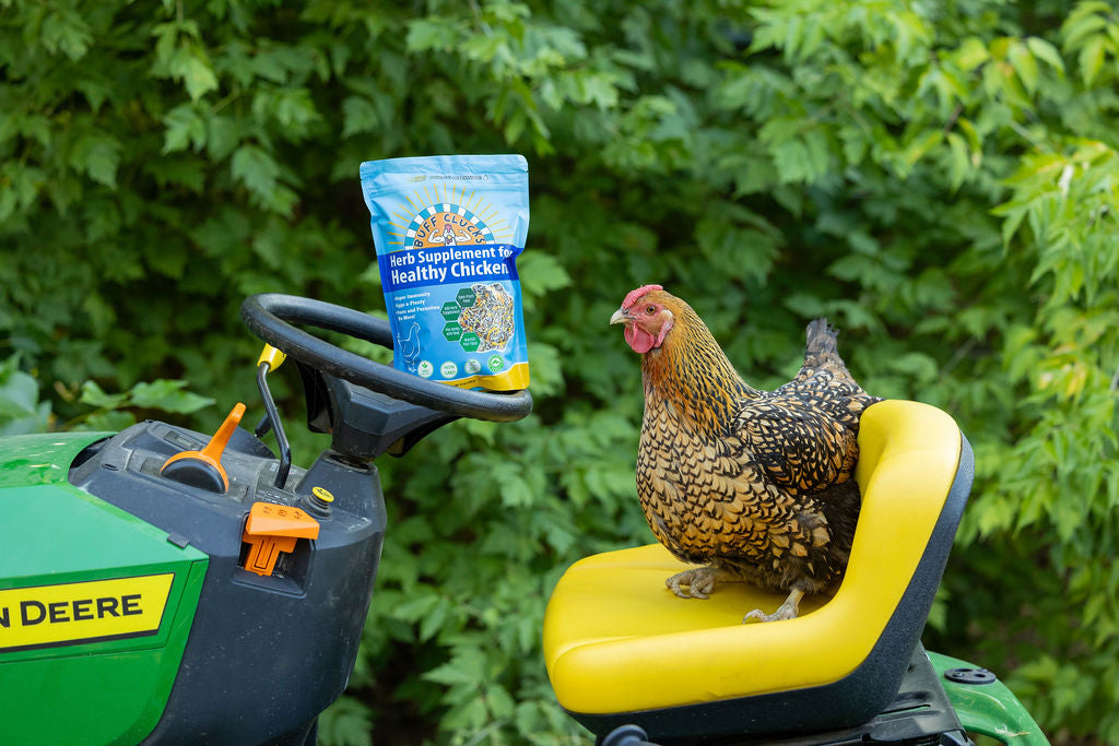 Herb Supplement For Backyard Chickens Chicken Treat Buff Clucks