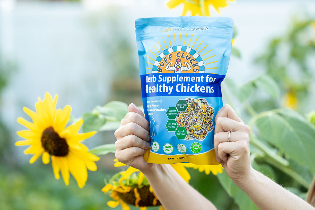 Herb Supplement For Backyard Chickens Chicken Treat Buff Clucks