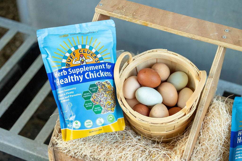 Herb Supplement For Backyard Chickens Chicken Treat Buff Clucks