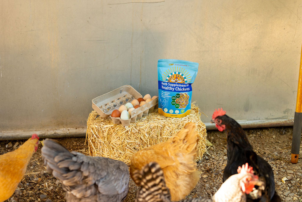 Herb Supplement For Backyard Chickens Chicken Treat Buff Clucks