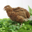 Red Range Coturnix Quail Hatching Eggs Egg Buddys Hatchery