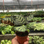 Calathea 'Makoyana' 3" Pot Nursery Pot Indoor Plants House Plant Shop