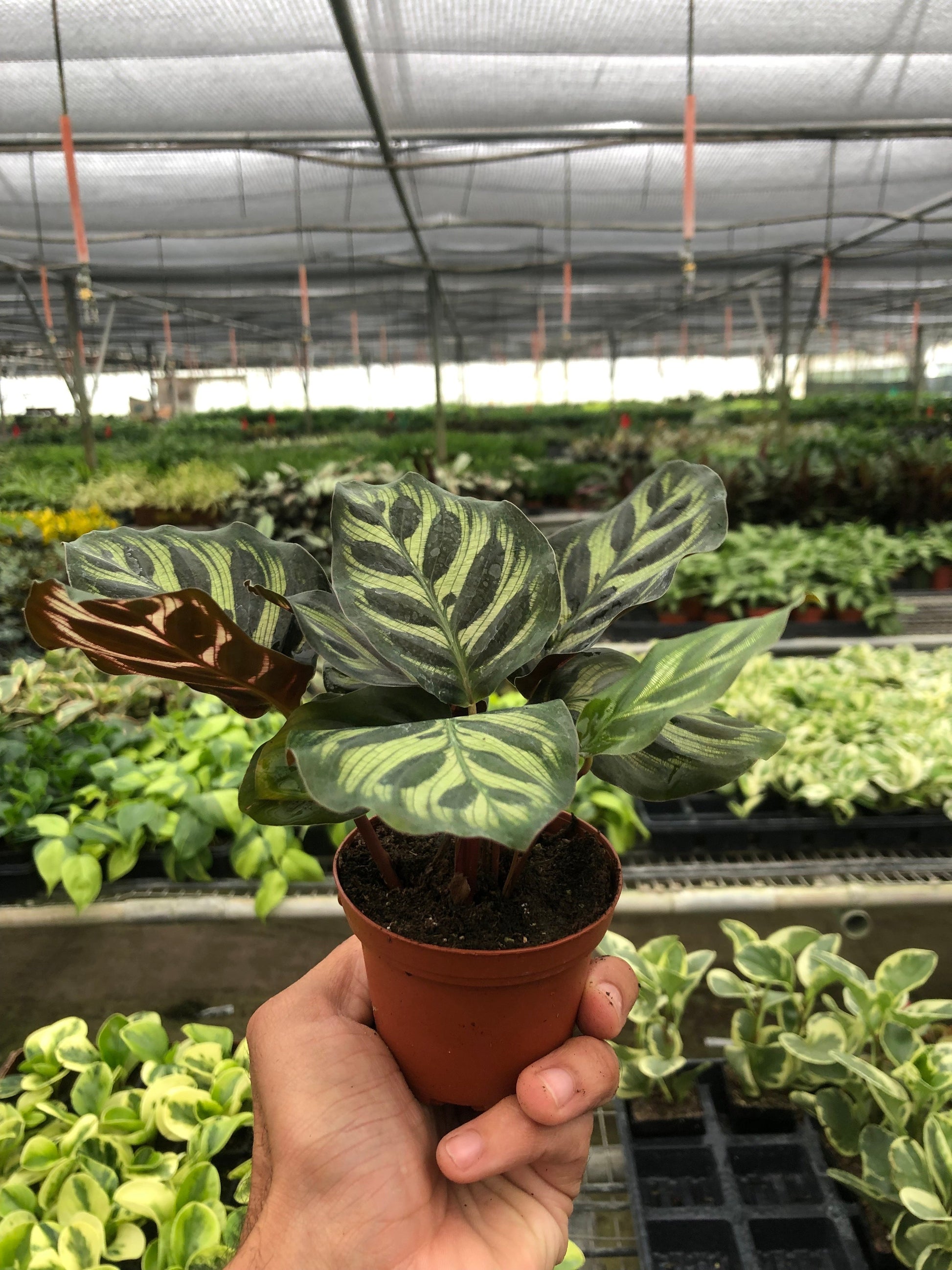 Calathea 'Makoyana' 3" Pot Nursery Pot Indoor Plants House Plant Shop