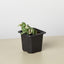 Hoya 'Rope Plant' Variegated 3" Pot Nursery Pot Indoor Plants House Plant Shop