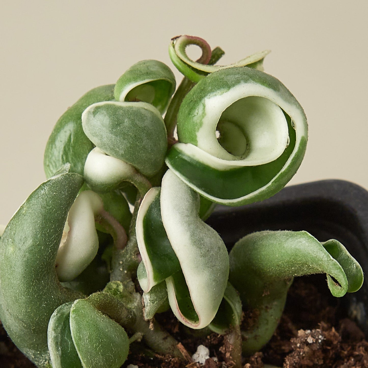 Hoya 'Rope Plant' Variegated Indoor Plants House Plant Shop