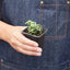 Hoya 'Rope Plant' Variegated Indoor Plants House Plant Shop