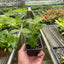 Lipstick Plant 3" Pot Indoor Plants House Plant Shop