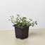 Nettle 'Silver Sparkle' 3" Pot Indoor Plants House Plant Shop