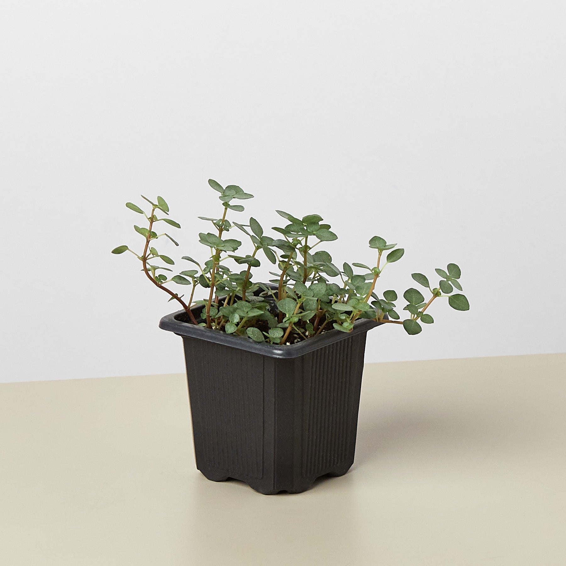 Nettle 'Silver Sparkle' 3" Pot Indoor Plants House Plant Shop