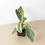 Peperomia 'Ginny' 3" Pot Indoor Plants House Plant Shop