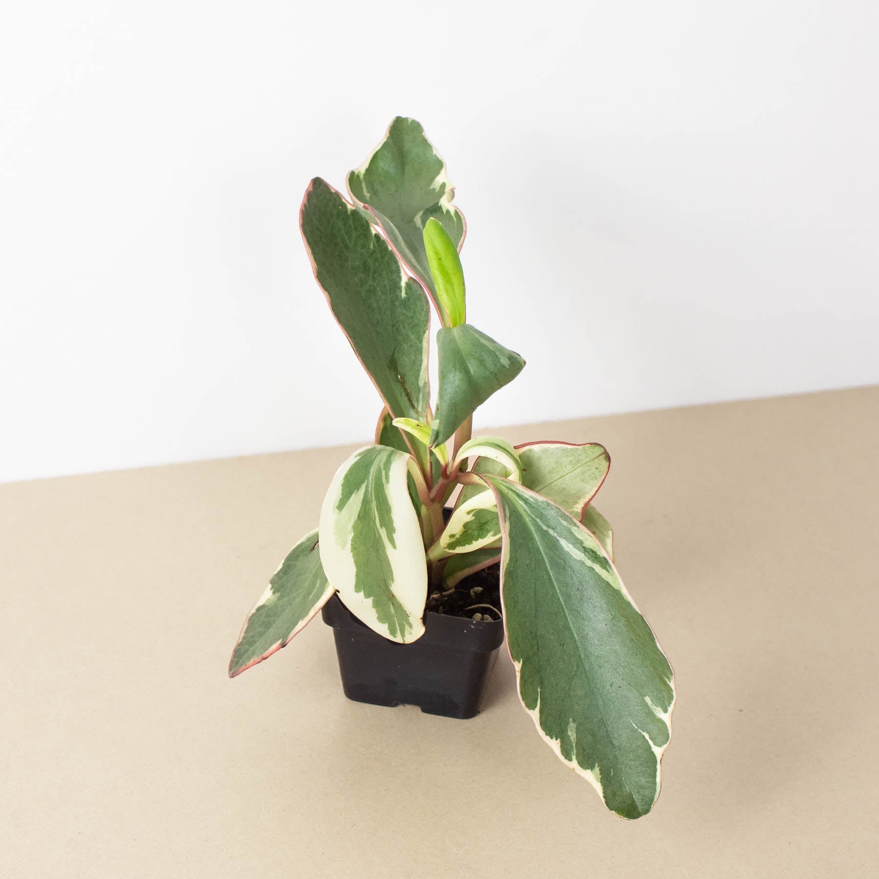 Peperomia 'Ginny' 3" Pot Indoor Plants House Plant Shop