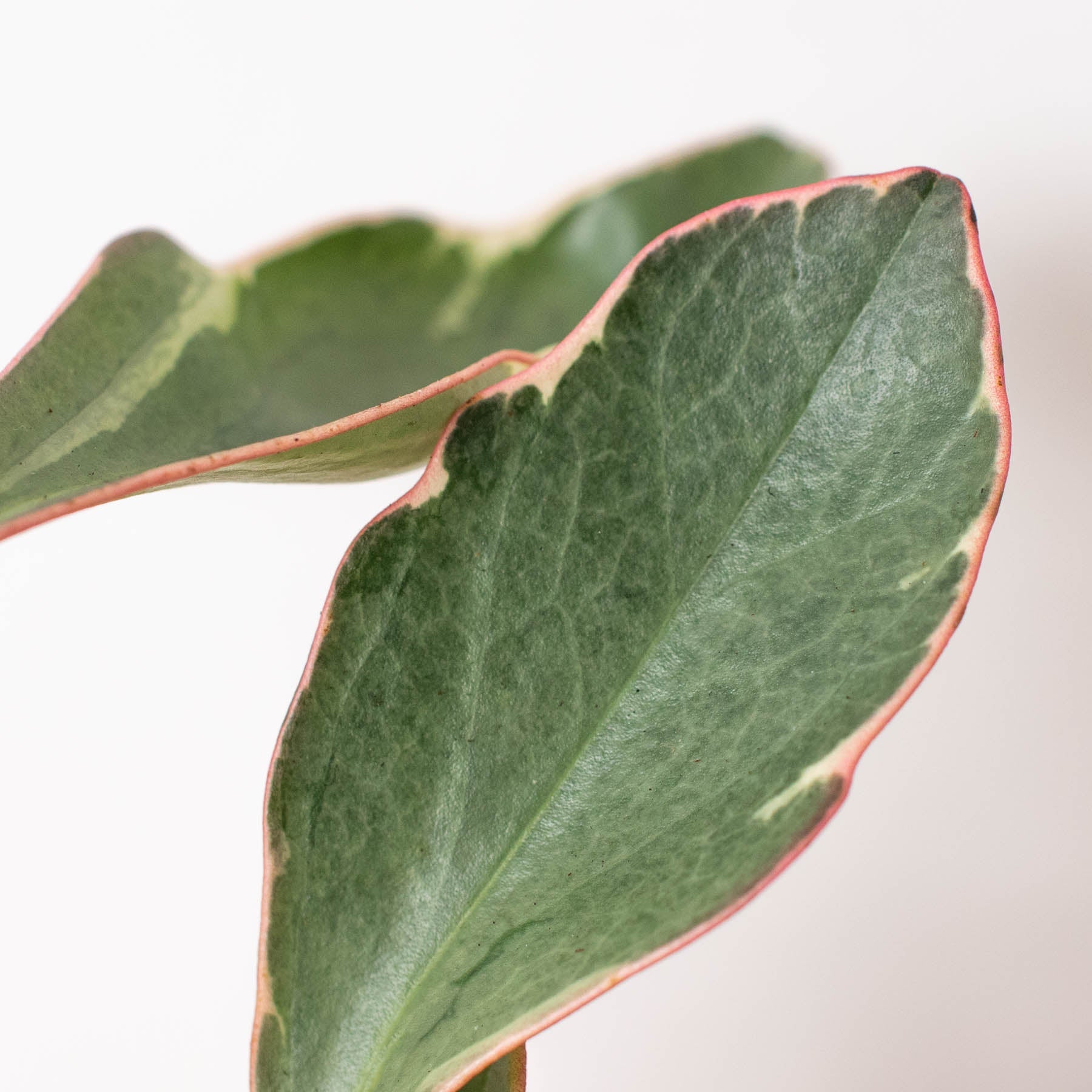 Peperomia 'Ginny' Indoor Plants House Plant Shop