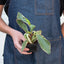 Peperomia 'Ginny' Indoor Plants House Plant Shop