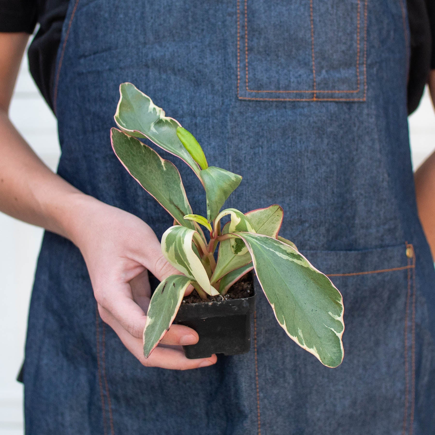 Peperomia 'Ginny' Indoor Plants House Plant Shop