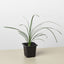 Palm Ponytail 3" Pot Nursery Indoor Plants House Plant Shop