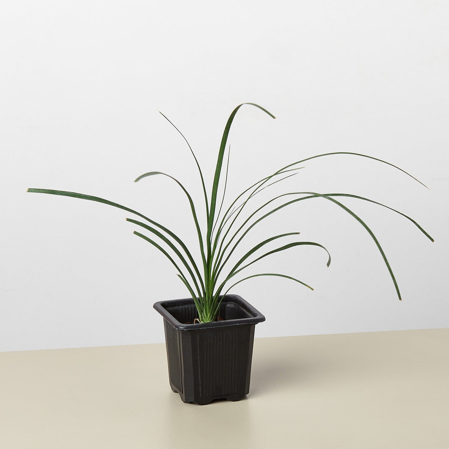 Palm Ponytail 3" Pot Nursery Indoor Plants House Plant Shop