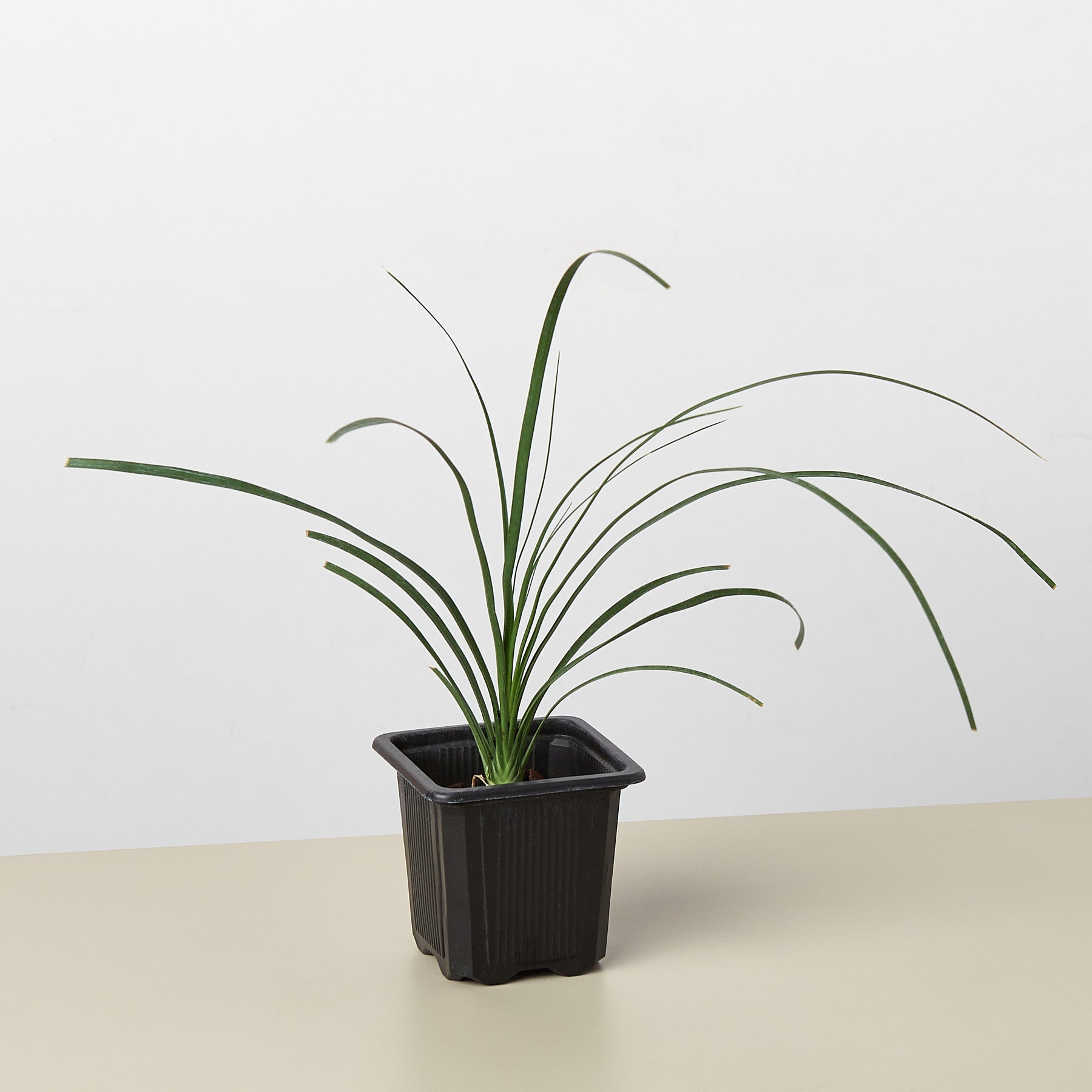 Palm Ponytail 3" Pot Nursery Indoor Plants House Plant Shop