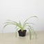 Spider Plant 'Reverse' 3" Pot Nursery Pot Indoor Plants House Plant Shop