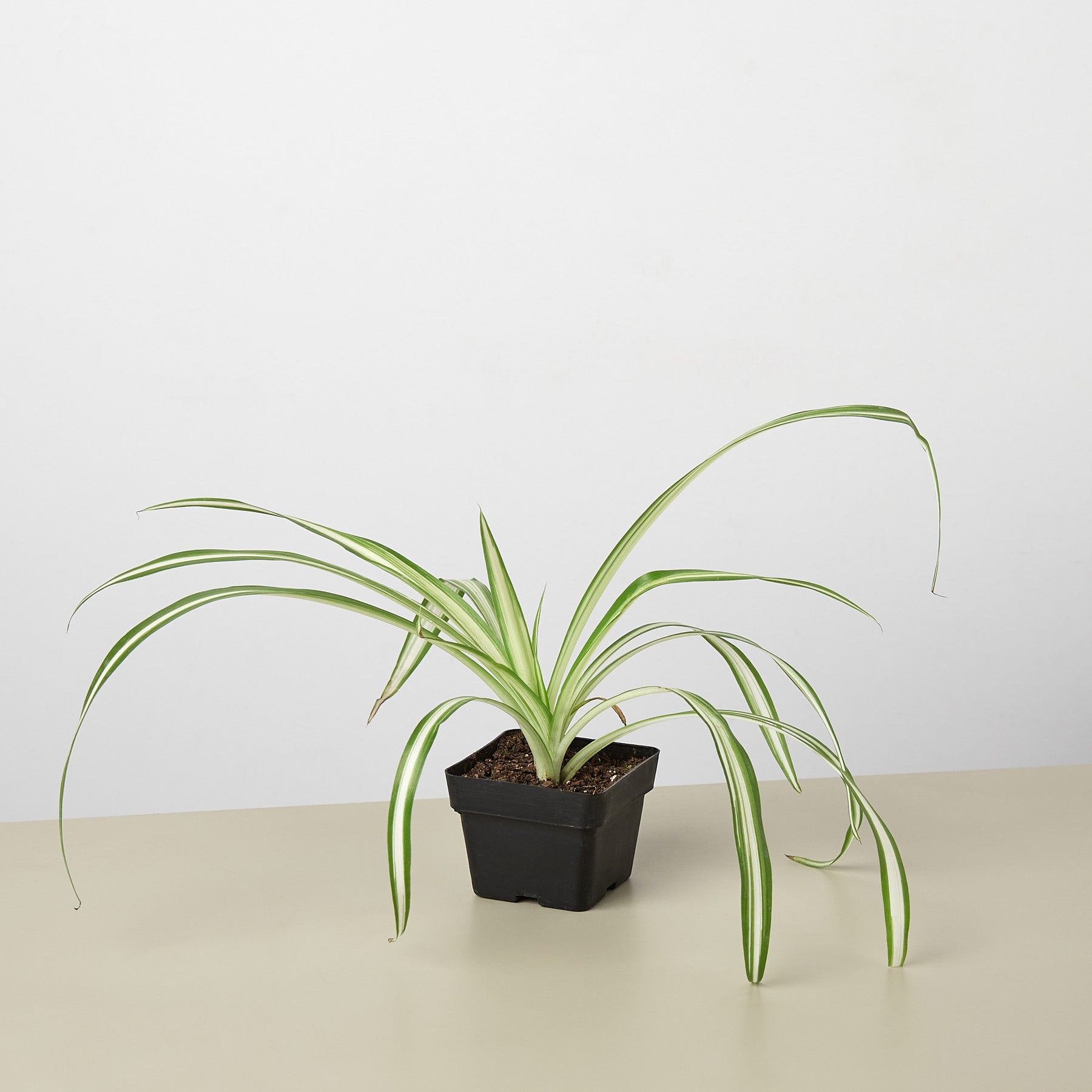 Spider Plant 'Reverse' 3" Pot Nursery Pot Indoor Plants House Plant Shop