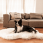 PupRug by Paw.com® Faux Fur Orthopedic Dog Bed - Curve Polar White Dog Beds Paw