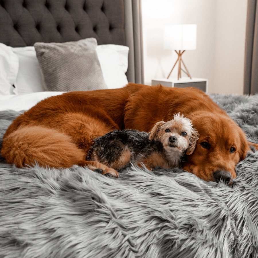 PupProtector™ Waterproof Throw Blanket - Charcoal Grey Dog Blanket Paw.com