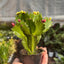 Zygocactus 'Christmas Cactus' 3" Pot Bicolor (Red White) House Plant Shop