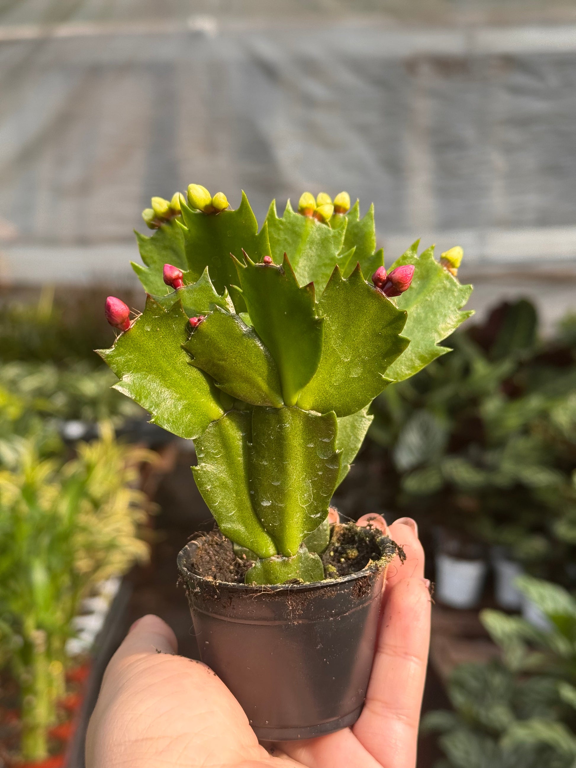 Zygocactus 'Christmas Cactus' 3" Pot Bicolor (Red White) House Plant Shop