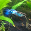 Blue Diamond guppy GUPPY Danaqua Live Fish & More
