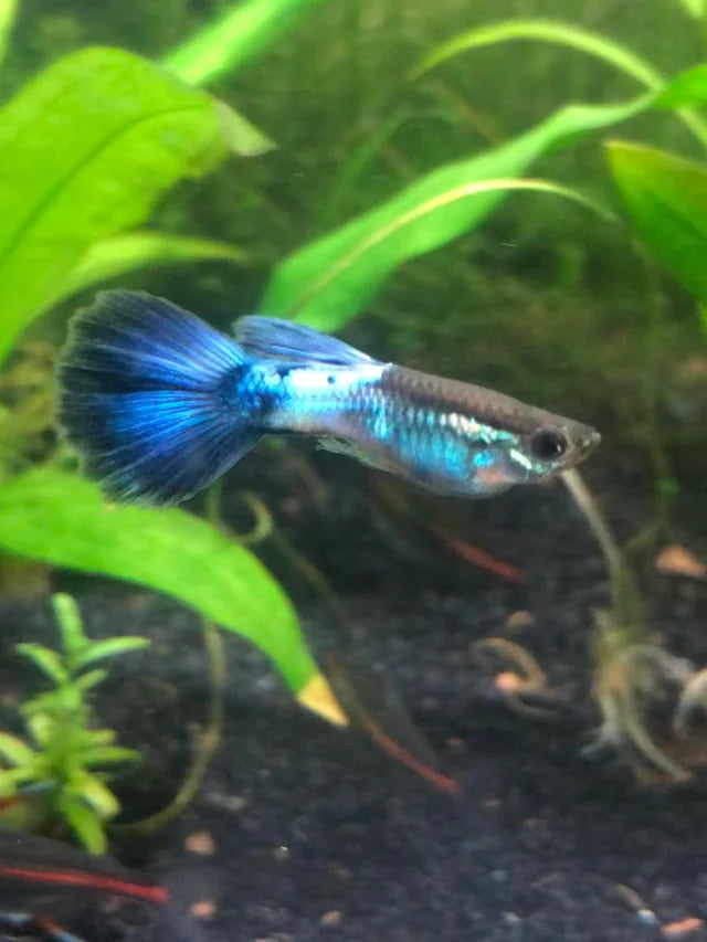 Blue Diamond guppy GUPPY Danaqua Live Fish & More