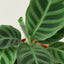 Calathea 'Zebrina' - 4" Pot Indoor Plants House Plant Shop