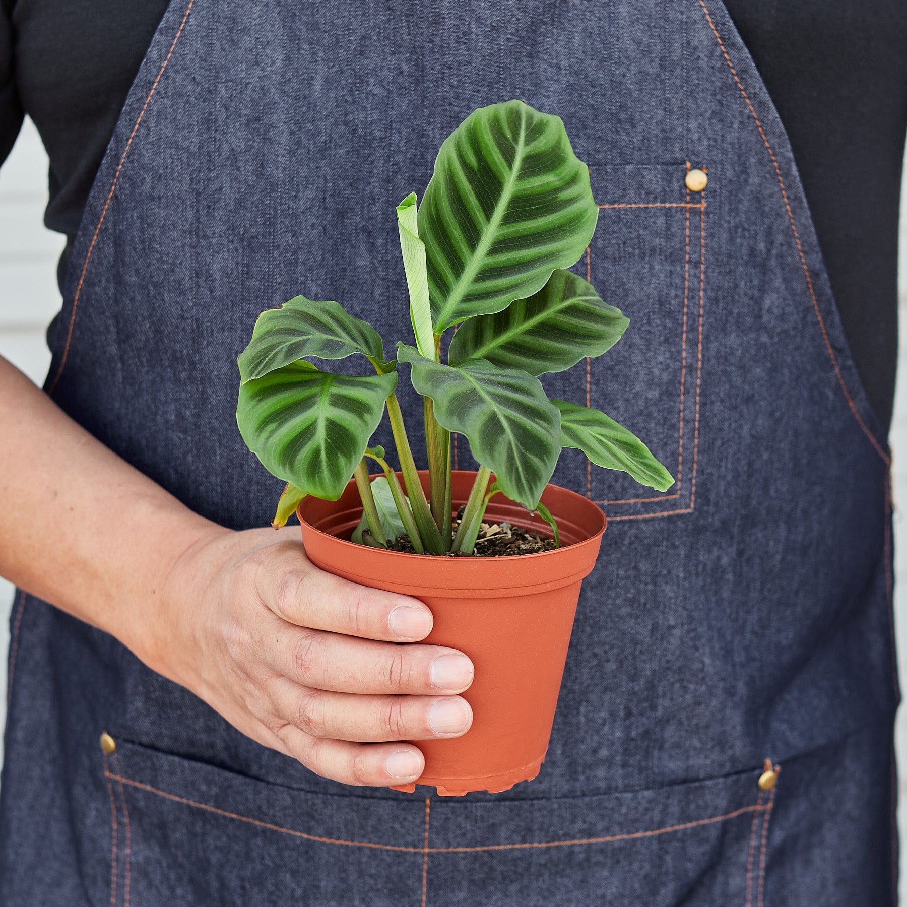 Calathea 'Zebrina' - 4" Pot Indoor Plants House Plant Shop