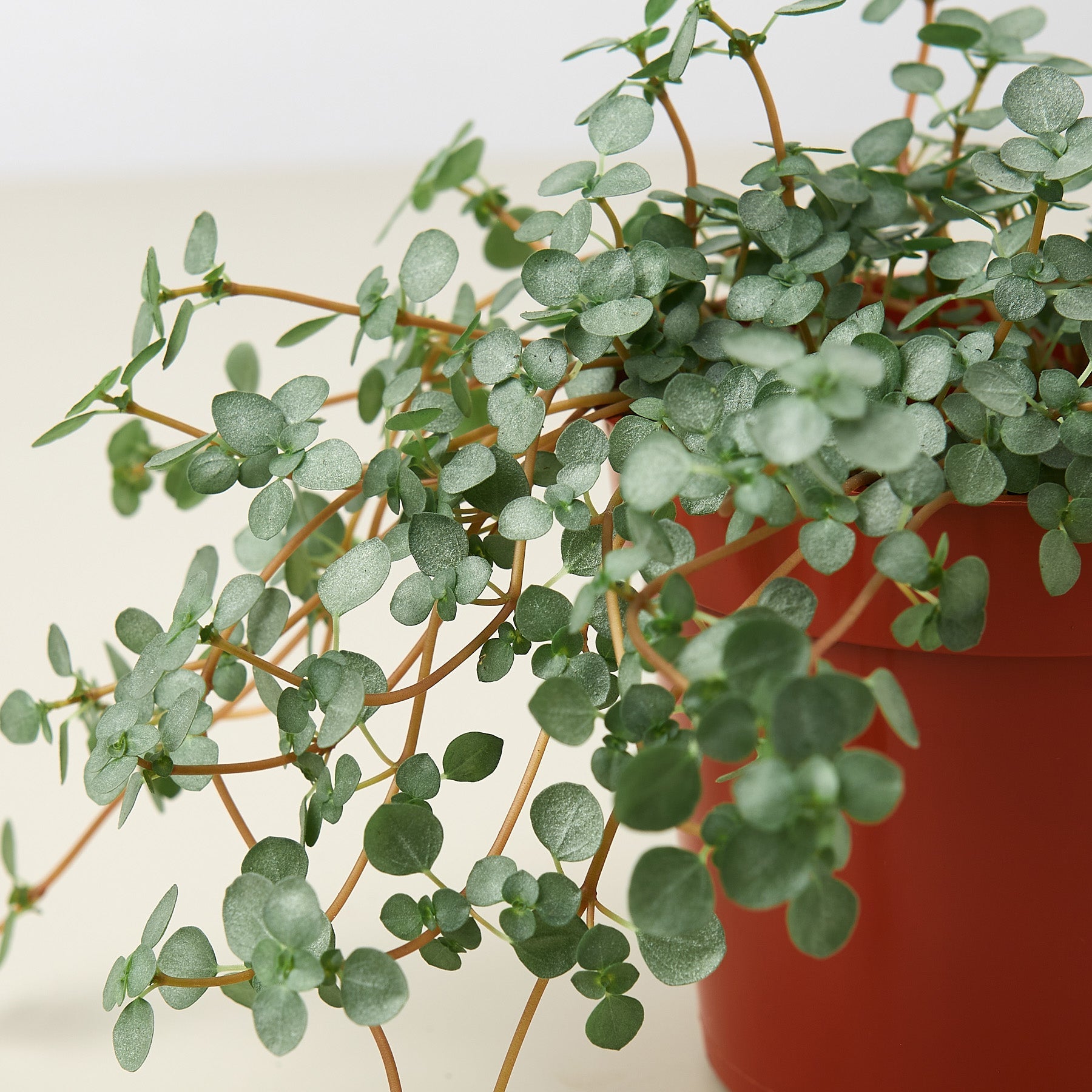 Nettle 'Silver Sparkle' Indoor Plants House Plant Shop