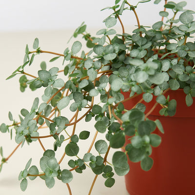 Nettle 'Silver Sparkle' Indoor Plants House Plant Shop