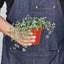 Nettle 'Silver Sparkle' Indoor Plants House Plant Shop
