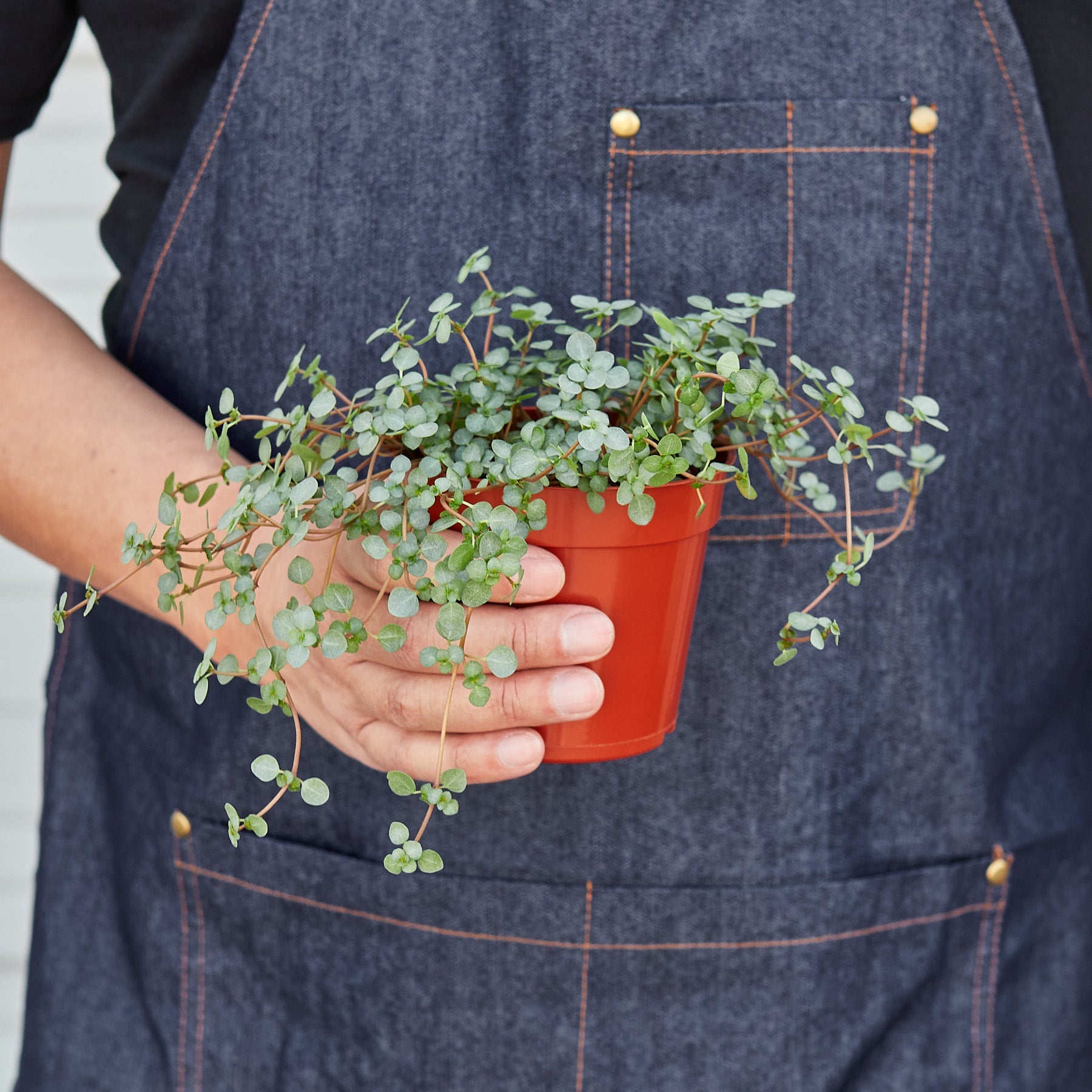 Nettle 'Silver Sparkle' Indoor Plants House Plant Shop