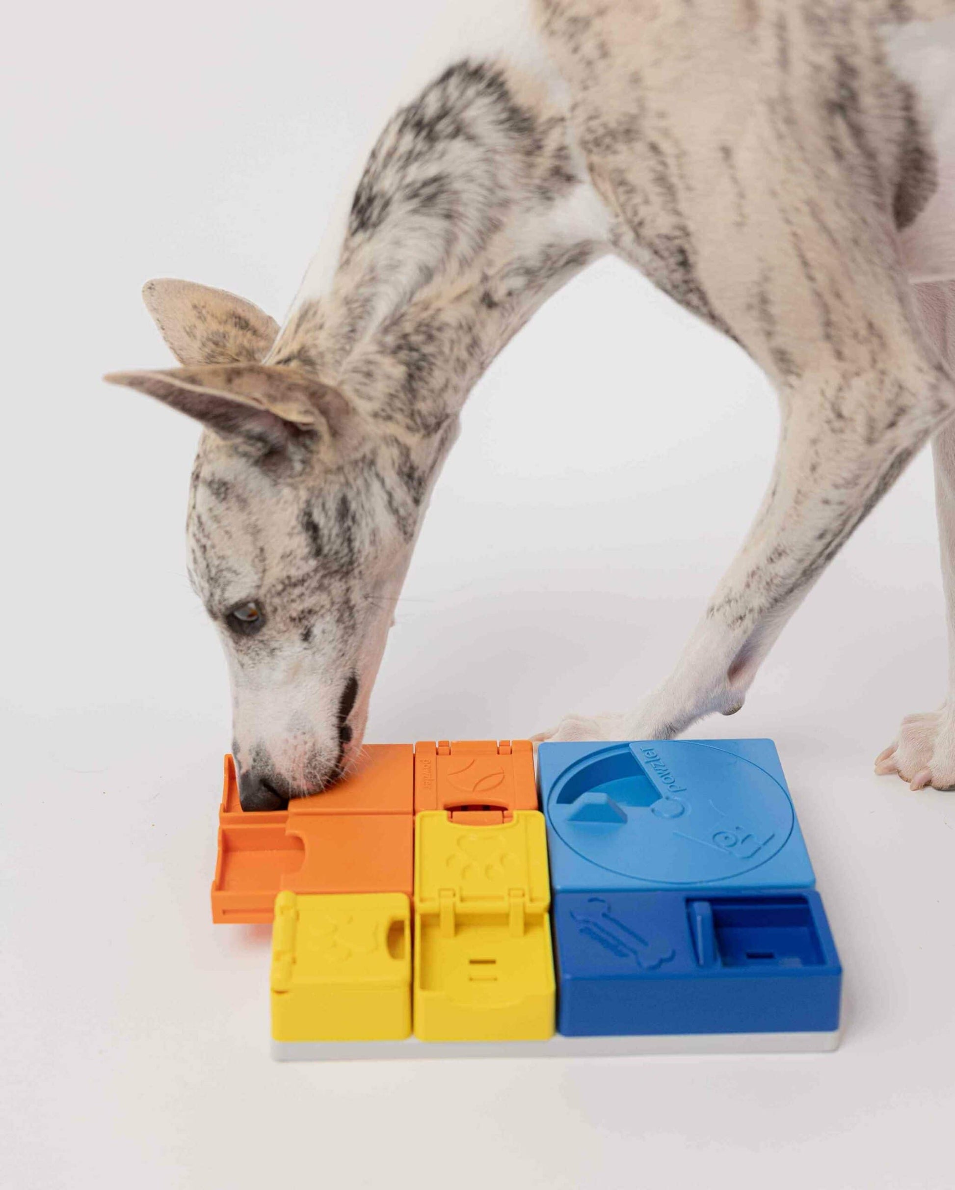 Pawzler Set - Rainbow Enrichment Product SwiftPaws