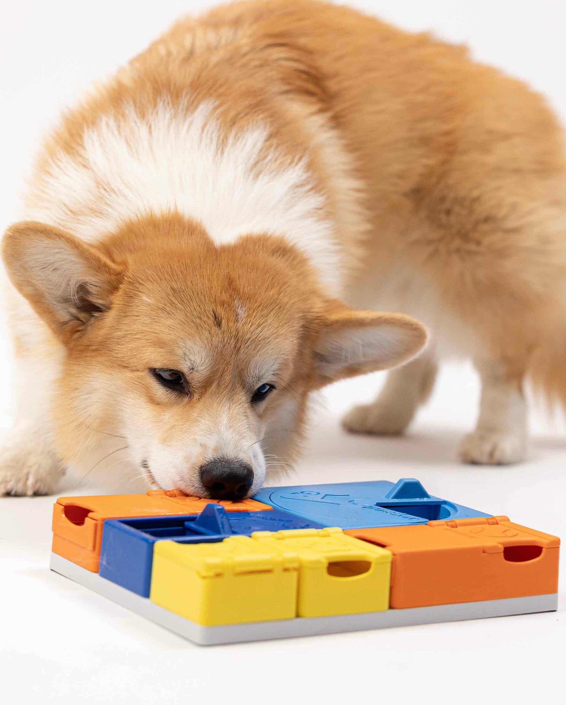 Pawzler Set - Rainbow Enrichment Product SwiftPaws