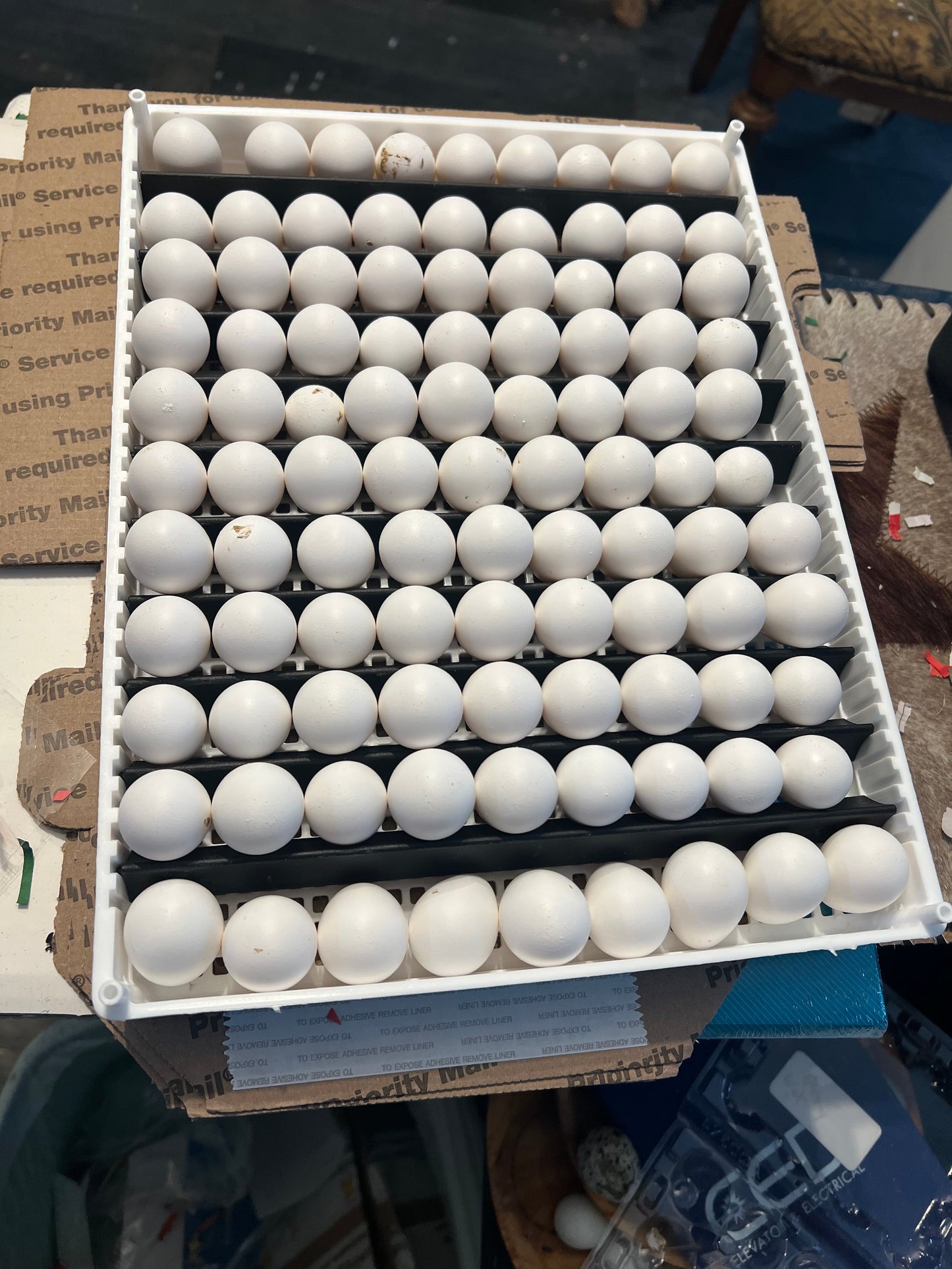 Georgia Giant Quail Hatching Eggs Quail Eggs Buddys Hatchery