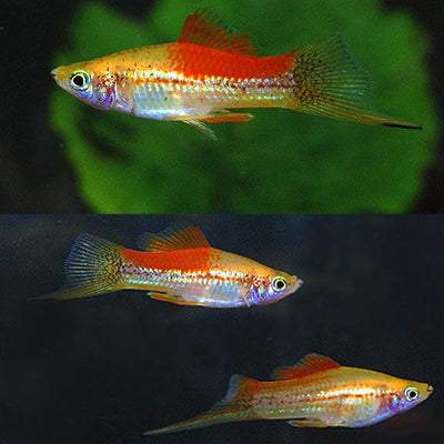 Pineapple Swordtail SWORDTAIL Danaqua Live Fish & More