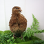 Red Range Coturnix Quail Hatching Eggs Egg Buddys Hatchery