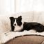 PupProtector™ Waterproof Throw Blanket - Polar White Dog Blanket Paw.com