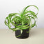Spider Plant 'Bonnie' 4" Pot Black Cylinder Indoor Plants House Plant Shop