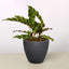 Calathea Lancifolia 'Rattlesnake' Black Eco Pot Indoor Plants House Plant Shop