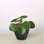Pilea Peperomioides 'Chinese Money' Black Eco Pot Indoor Plants House Plant Shop